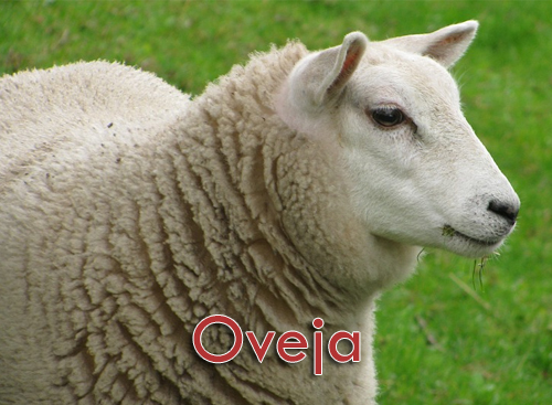 Imagen de una oveja en ROYCA